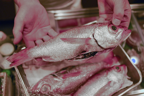 Whole fish held above the Sushi Fune work surface, 4 April 2022.